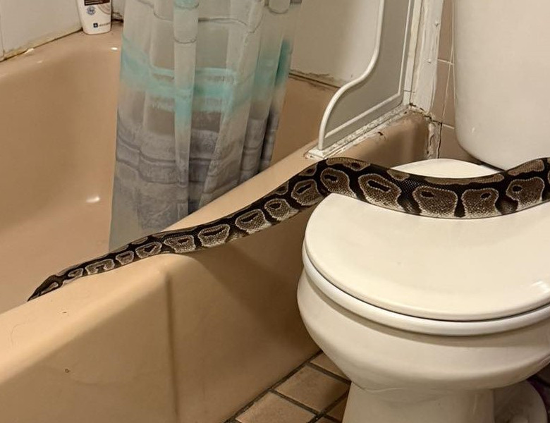 Un piton de 1,5 metri, descoperit în baie de un locatar/ Foto: Facebook