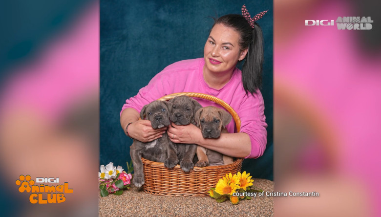 DAC CANE CORSO 4
