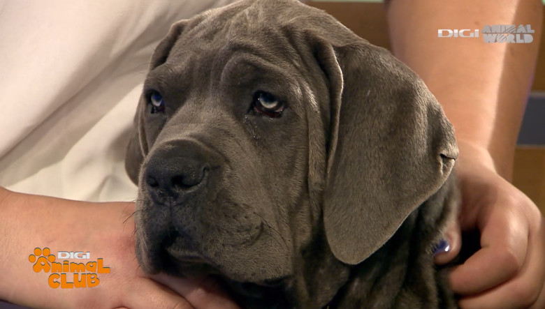 DAC CANE CORSO 1