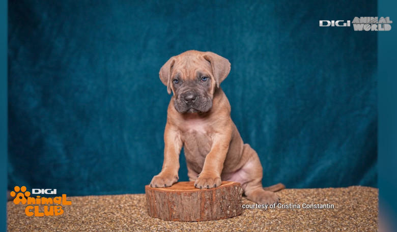 DAC CANE CORSO 2