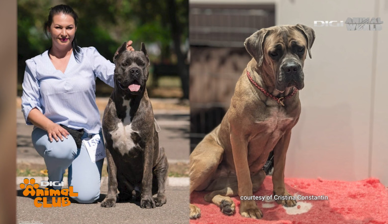 DAC CANE CORSO 3