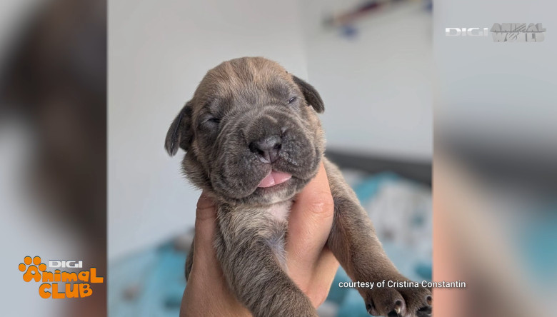 DAC CANE CORSO 5