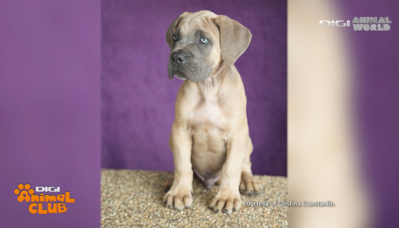 DAC CANE CORSO 6