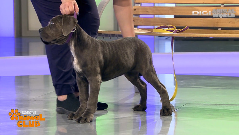 DAC CANE CORSO 10