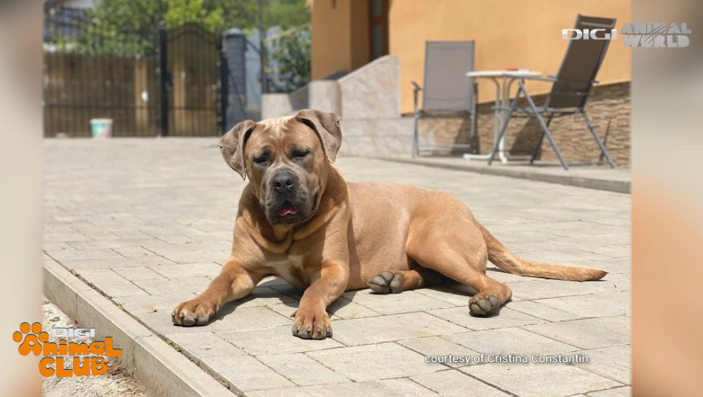 DAC CANE CORSO 7