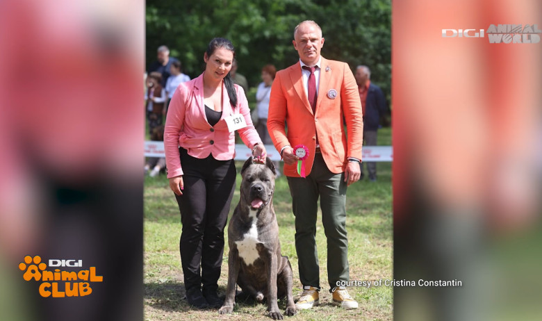 DAC CANE CORSO 8
