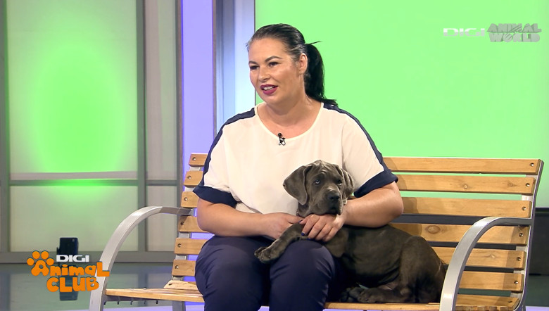 DAC CANE CORSO 9