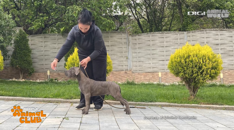 DAC CANE CORSO 11