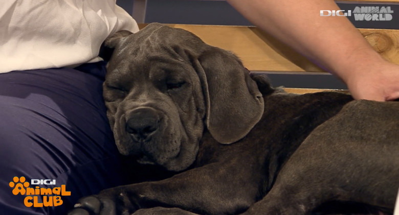 DAC CANE CORSO 12