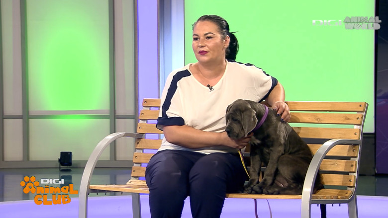 DAC CANE CORSO 14