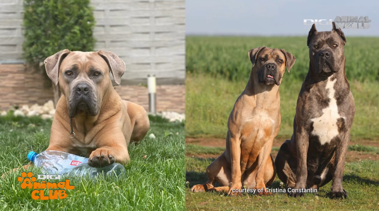 DAC CANE CORSO 16
