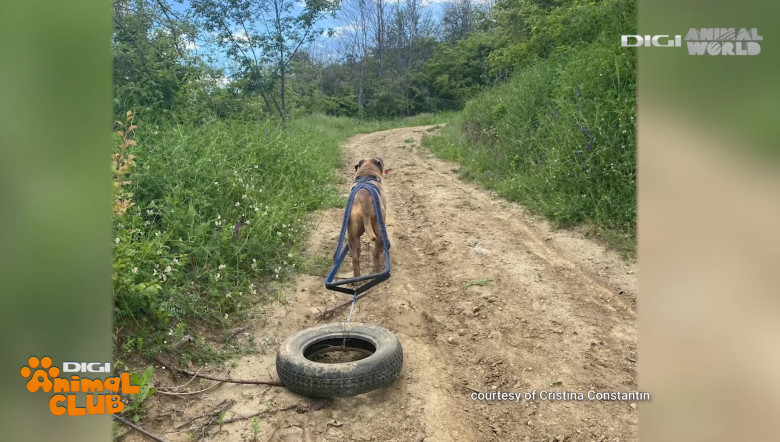 DAC CANE CORSO 17