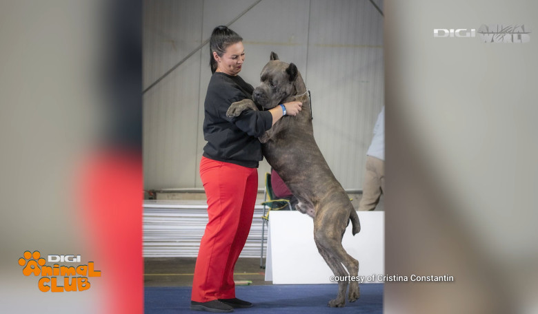 DAC CANE CORSO 21