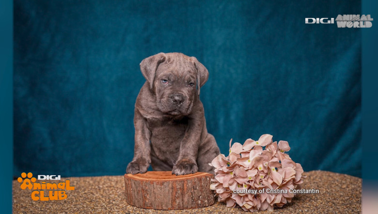 DAC CANE CORSO 18