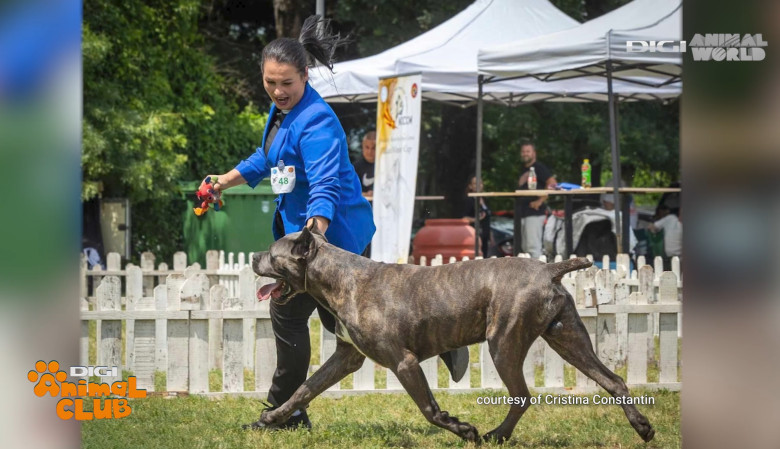 DAC CANE CORSO 19