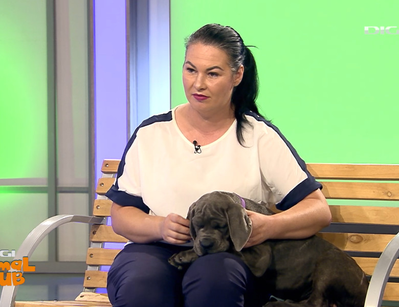 DAC CANE CORSO