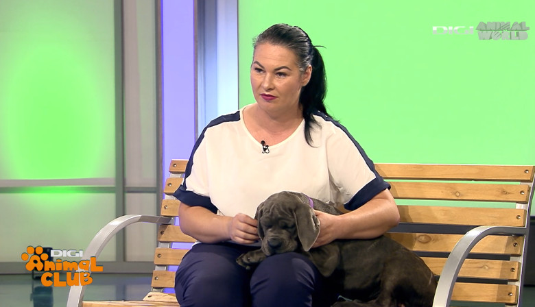 DAC CANE CORSO