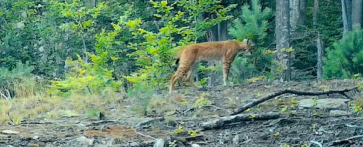 râs in romania