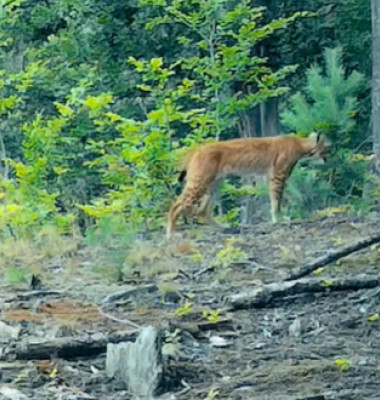 râs in romania