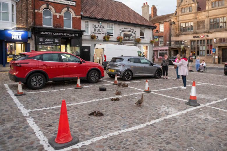 Adorable video shows duck wardens helping birds waddle across town