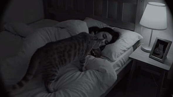 Gestul făcut de o pisică în timp ce stăpâna ei doarme. Ce „cadou” i-a lăsat lângă cap: „E mai înfricoșător decât un film de groază”