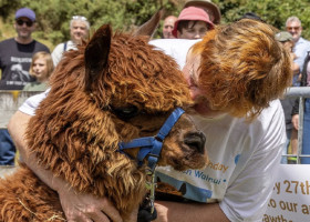 Cea mai bătrână alpaca din lume/ Foto: Instagram