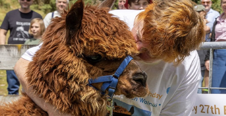 Cea mai bătrână alpaca din lume/ Foto: Instagram