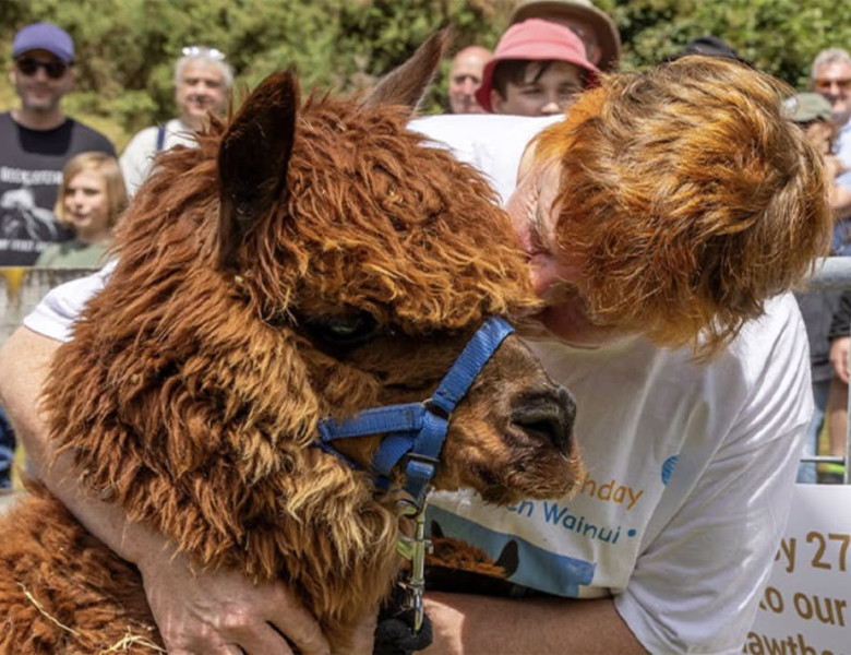 Cea mai bătrână alpaca din lume/ Foto: Instagram