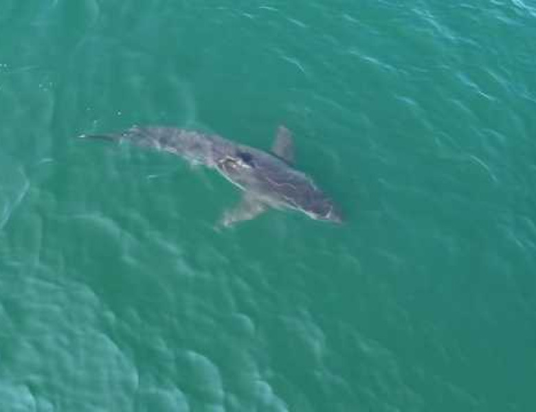 Panică pe plajele din Maine, după ce un rechin alb uriaș a fost observat aproape de țărm/ Foto: Captură video