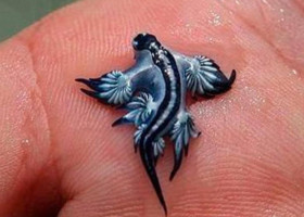 Glaucus atlanticus/ Foto: Facebook