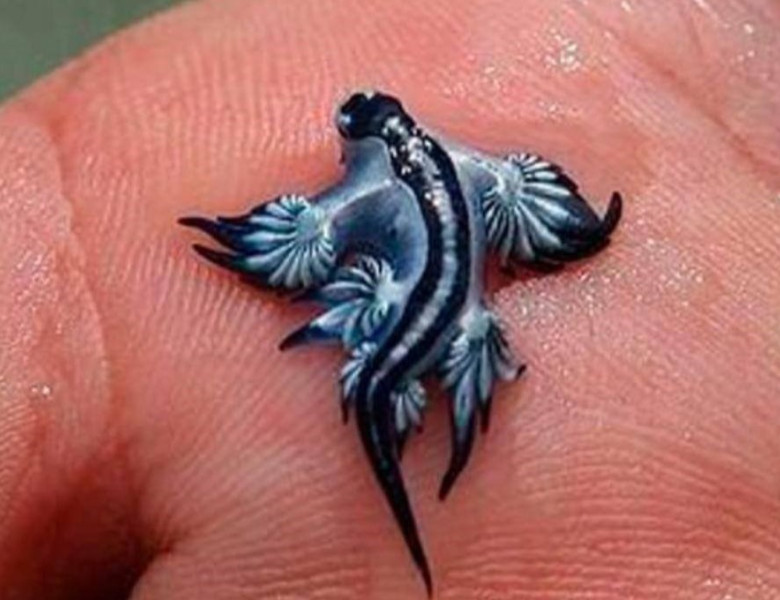 Glaucus atlanticus/ Foto: Facebook