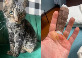 O simplă zgârietură de pisică i-a schimbat viața unei femei/ Foto: Captură video TikTok