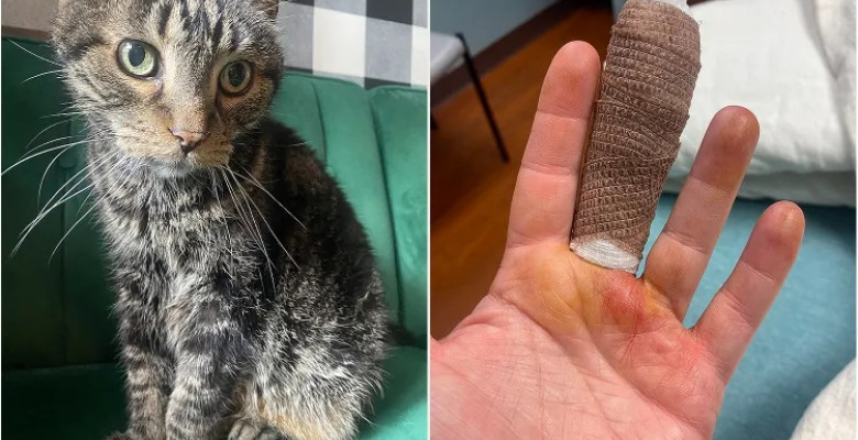 O simplă zgârietură de pisică i-a schimbat viața unei femei/ Foto: Captură video TikTok