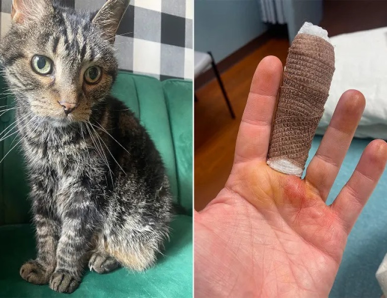 O simplă zgârietură de pisică i-a schimbat viața unei femei/ Foto: Captură video TikTok