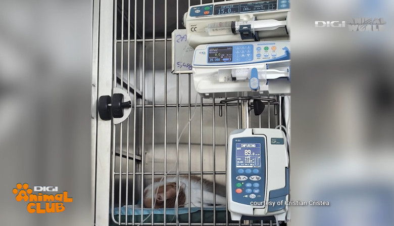 DAC URGENTE VETERINARE 4