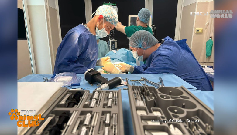 DAC URGENTE VETERINARE 2