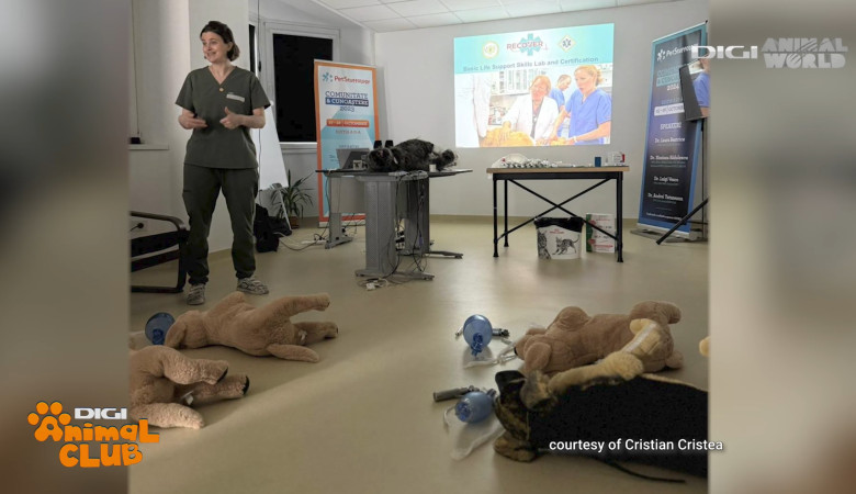 DAC URGENTE VETERINARE 5