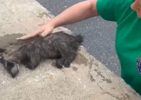 Momentul când o asistentă resuscitează un raton leșinat/ Foto: Captură video