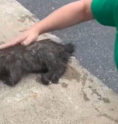 Momentul când o asistentă resuscitează un raton leșinat/ Foto: Captură video