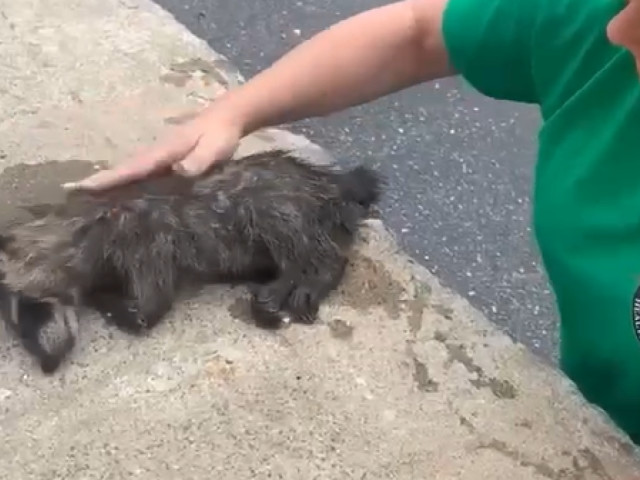 Momentul când o asistent& resusciteaz& un raton leșinat& Animalul se ...