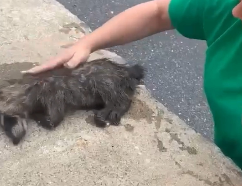 Momentul când o asistentă resuscitează un raton leșinat/ Foto: Captură video