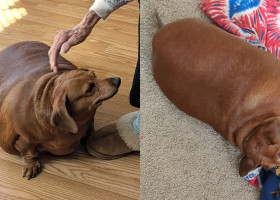 Un cățel obez, care cântărea 22 de kilograme, a primit o a doua șansă la viață/ Foto: Captură video Instagram