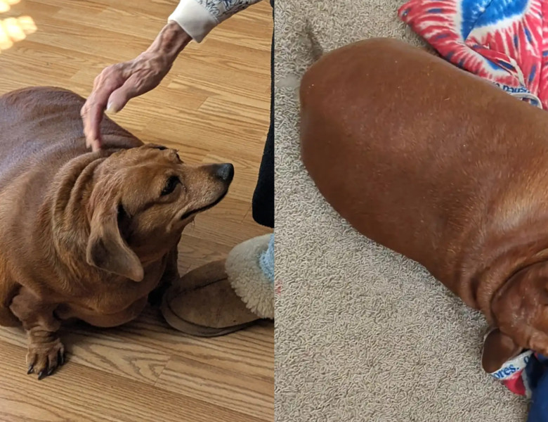Un cățel obez, care cântărea 22 de kilograme, a primit o a doua șansă la viață/ Foto: Captură video Instagram