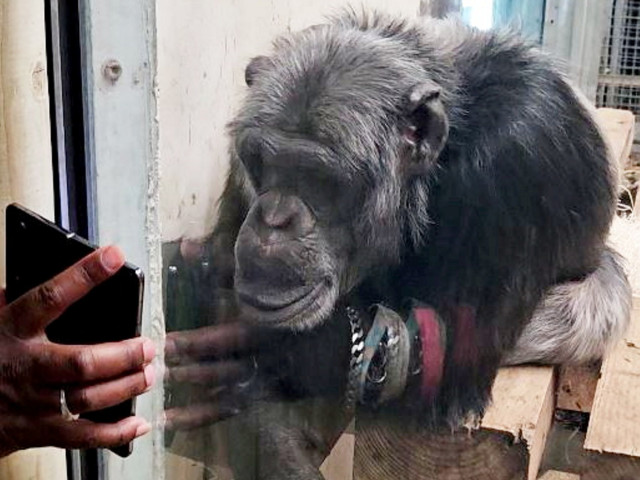 De ce nu trebuie să-i arăți clipuri video unui cimpanzeu ...