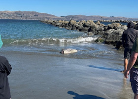 O creatură marină de doi metri, descoperită pe o plajă din California/ Foto: Facebook
