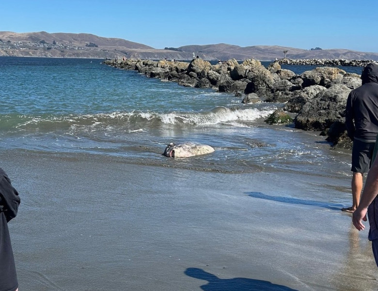 O creatură marină de doi metri, descoperită pe o plajă din California/ Foto: Facebook