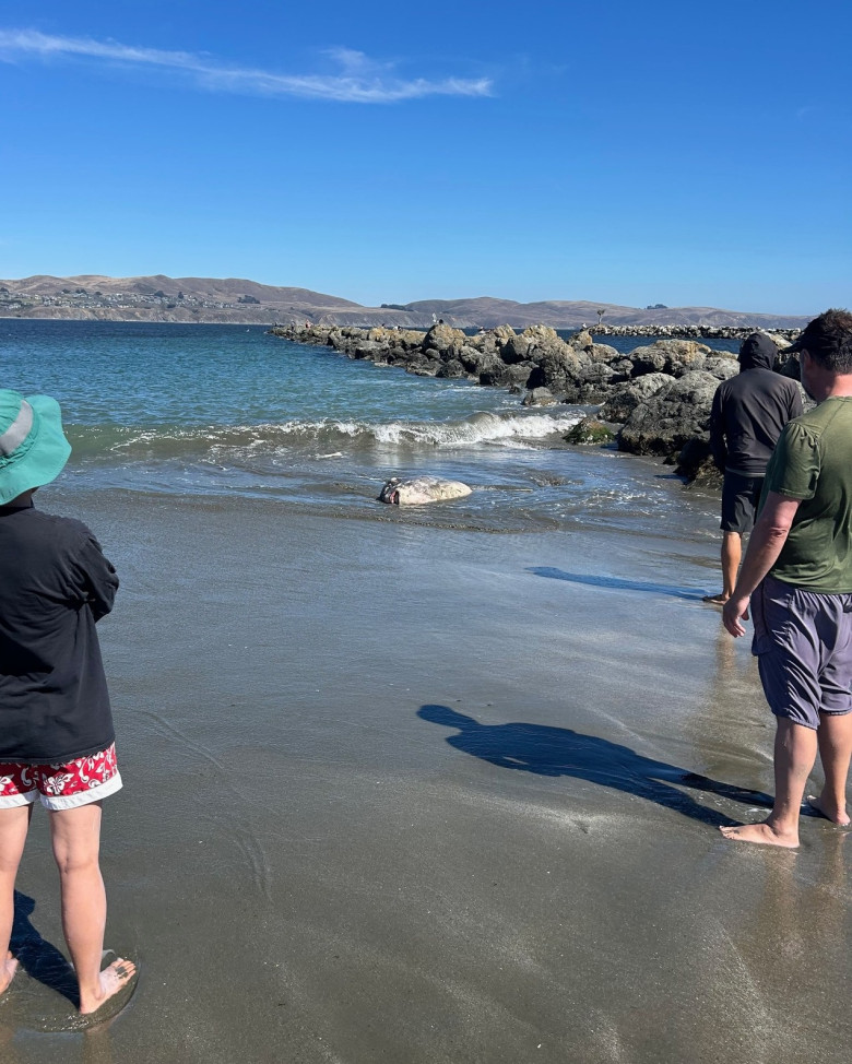 O creatură marină de doi metri, descoperită pe o plajă din California/ Foto: Facebook