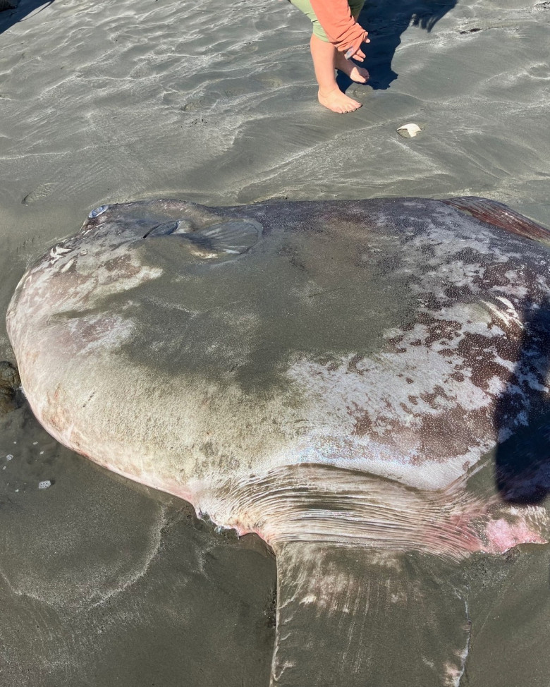 O creatură marină de doi metri, descoperită pe o plajă din California/ Foto: Facebook
