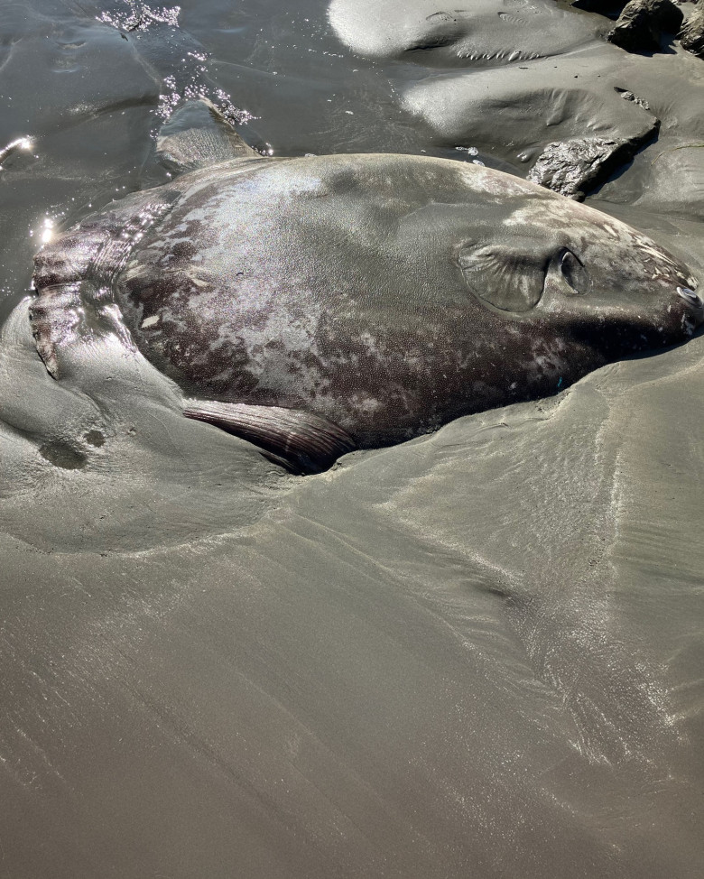 O creatură marină de doi metri, descoperită pe o plajă din California/ Foto: Facebook