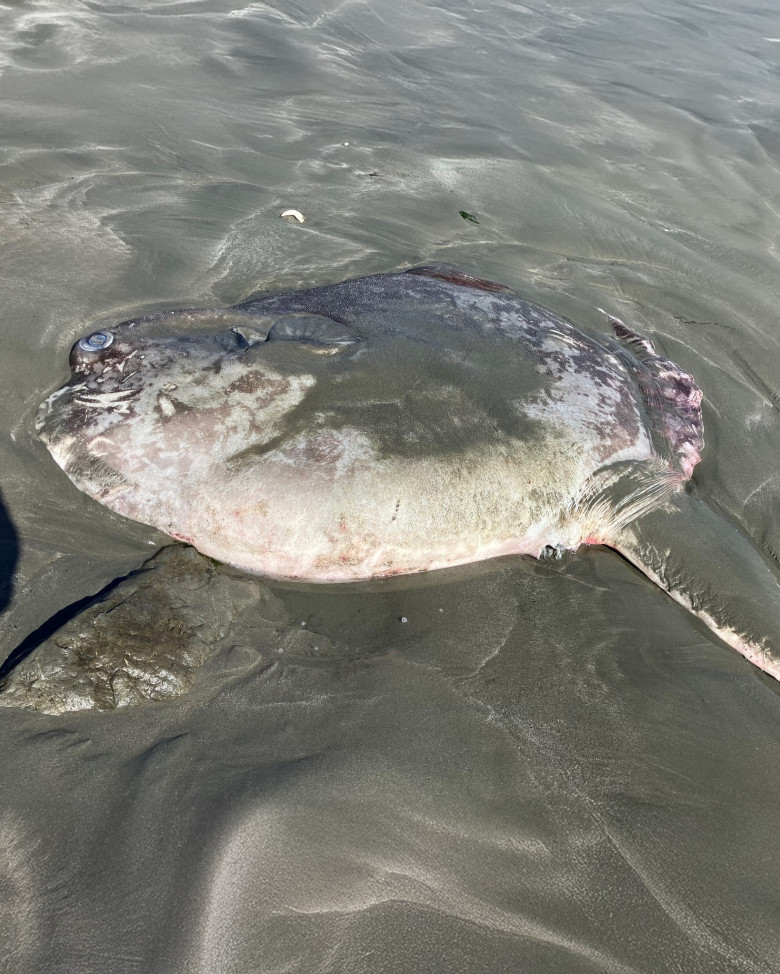 O creatură marină de doi metri, descoperită pe o plajă din California/ Foto: Facebook